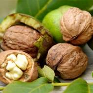 Саженец Орех грецкий Клишковский